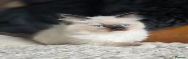 Ragdoll Kitten 1