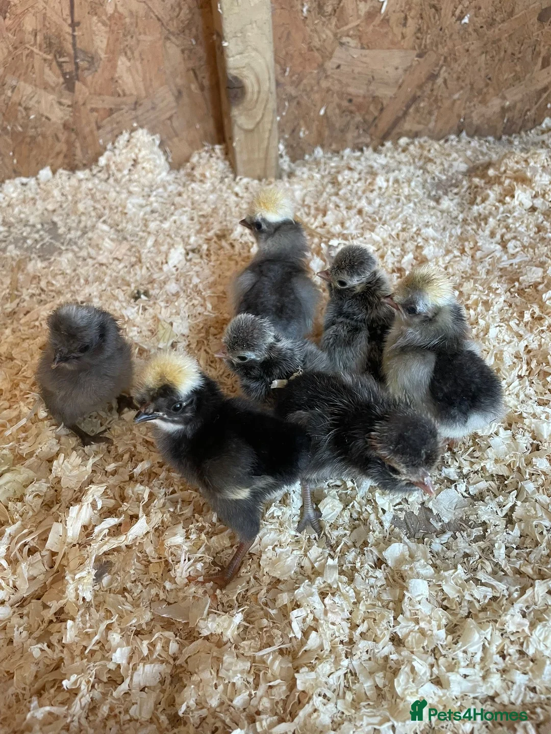 Chickens poultry for sale: Unsexed Polish chicks  - Advert 4