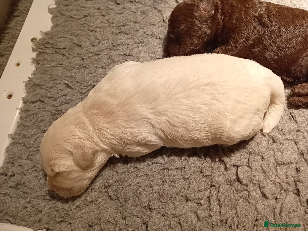 Mini Goldendoodle dogs for sale: Gorgeous Miniature Double Doodle puppies  - Advert 18