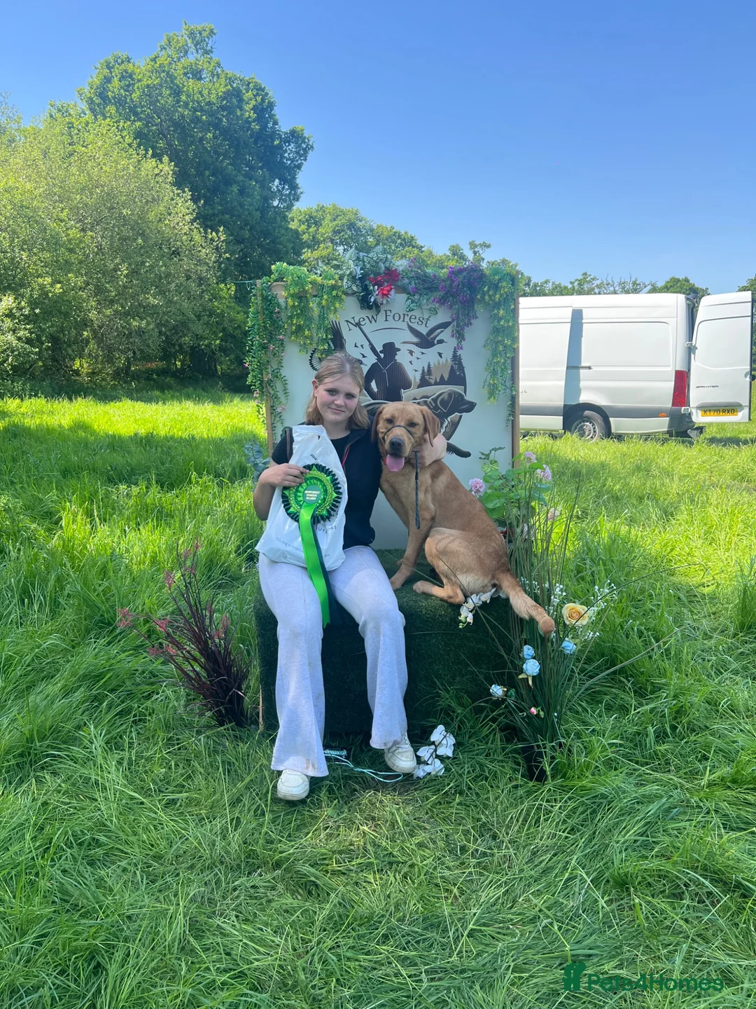 Labrador Retriever dogs for stud: UNO 2yr old fox red lab ready to stud  in Andover - Advert 2