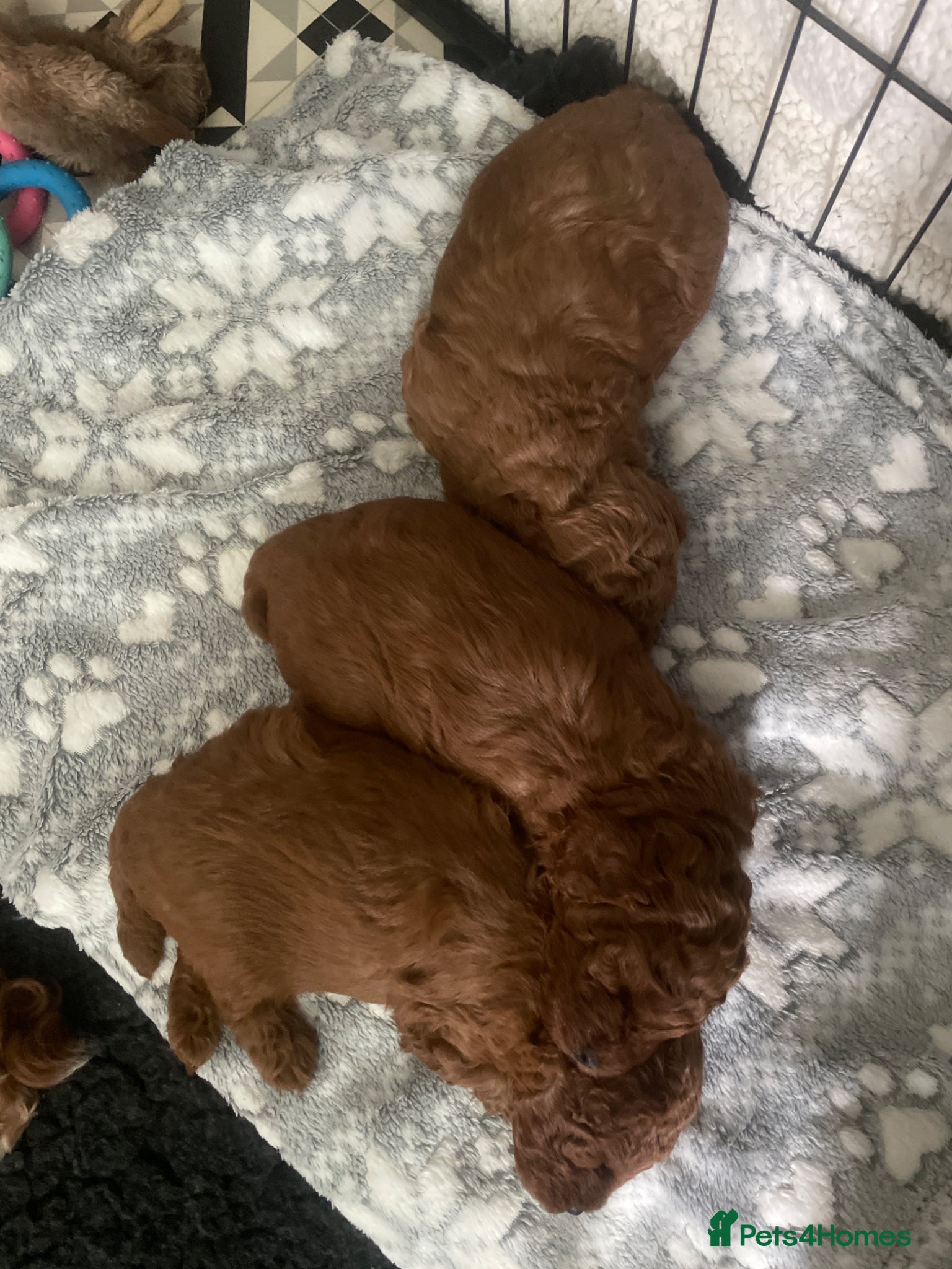 Cavapoo dogs BEAUTIFUL TOY CAVAPOO PUPPIES DNA TESTED PARENTS - Advert 2