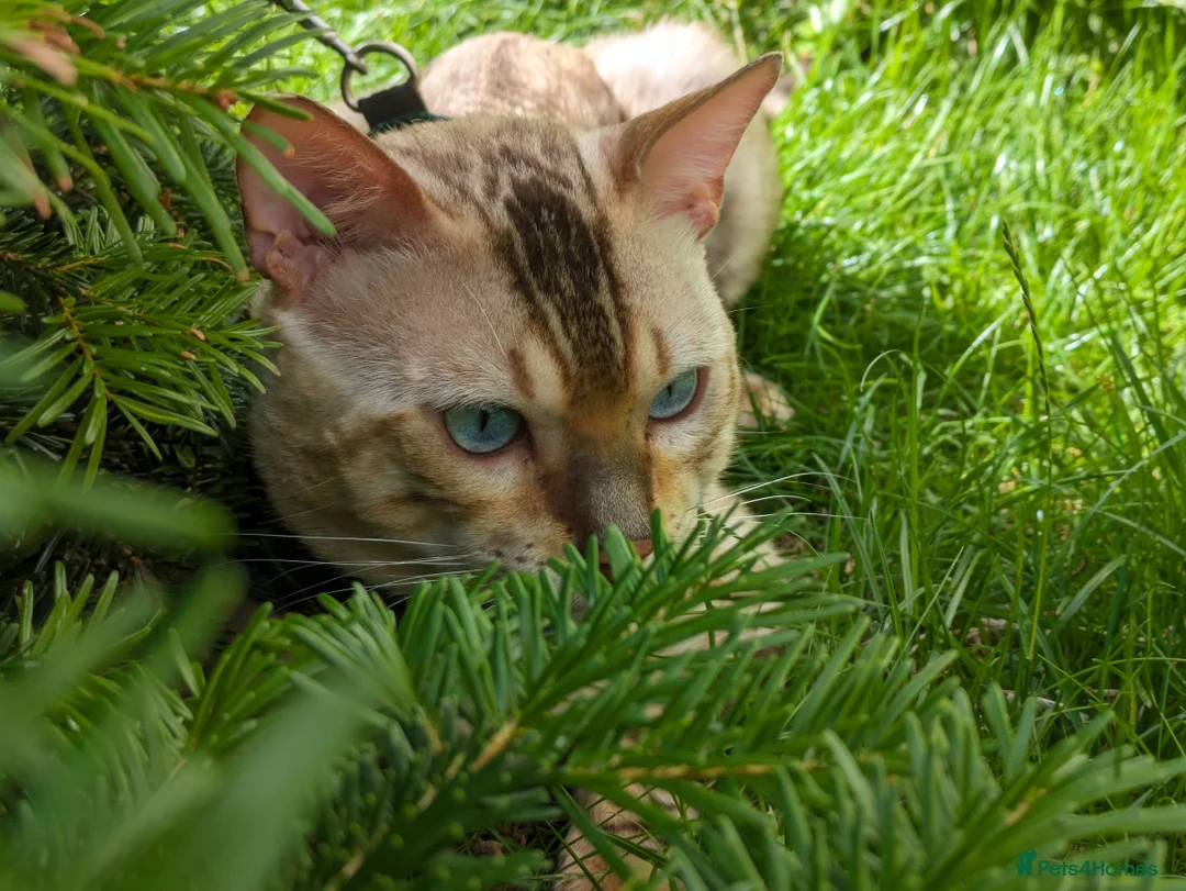 Bengal cats for stud: AMAZING SNOW LYNX STUD BENGAL TICA reg  in Harlow - Advert 30