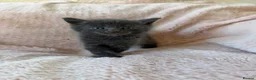 Mixed Breed cats for sale: Beautiful Kittens For Sale  - Advert 15