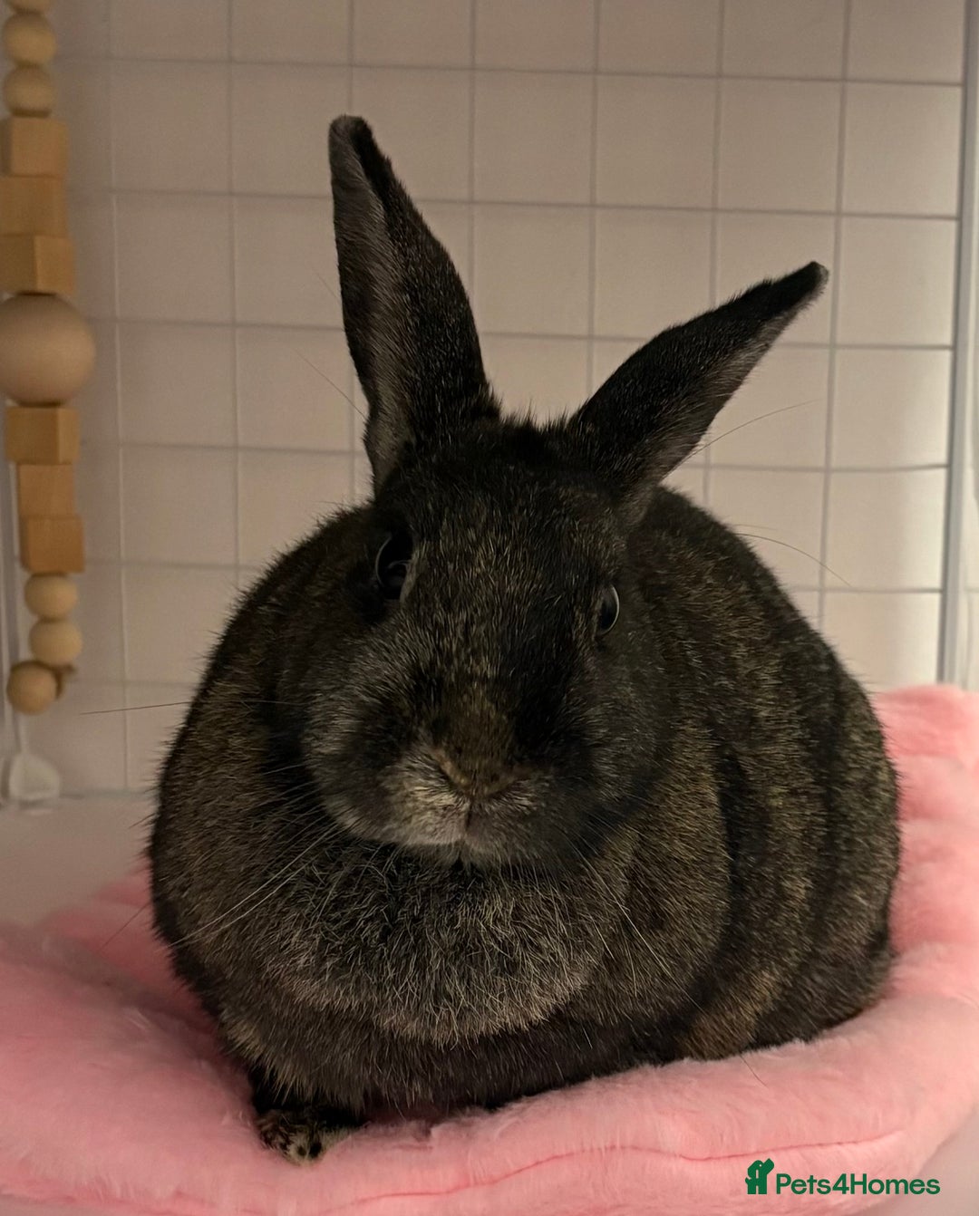 Mixed Breed rabbits for sale: Indoor Rabbit Plus Full Set Up/Etc. For Sale - Advert 2