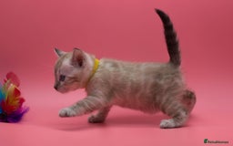 Bengal cats for sale: ✨ Snow Lynx Bengal Kittens – Ready to Reserve! ✨ - Image 11