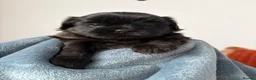 Shih Tzu dogs for sale: Shih Tzu Puppies for Sale – 4 Puppies Available 🐶 - Advert 13