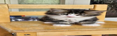 Domestic Longhair 2