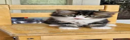 British Longhair cats for sale: Kittens  - Advert 12