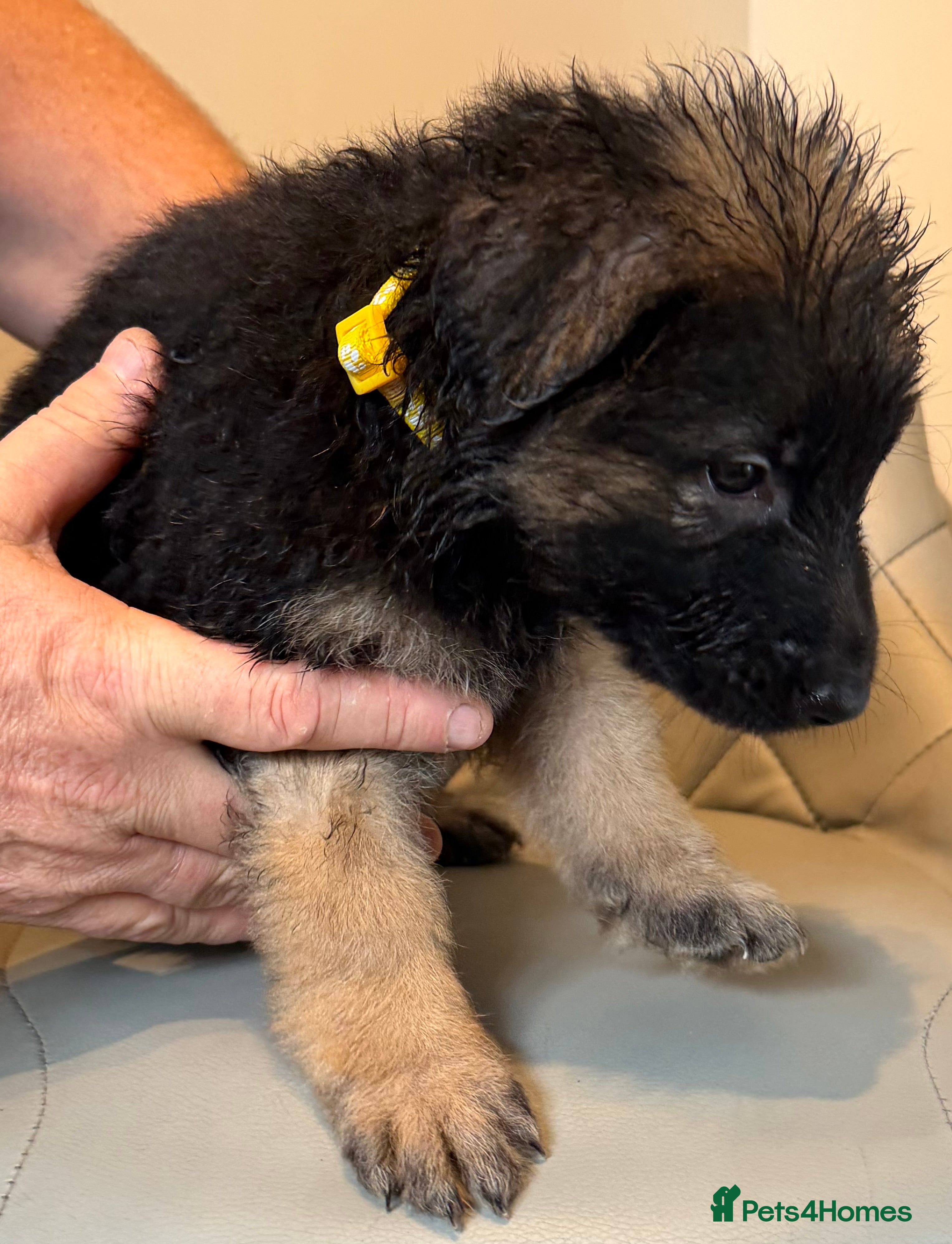 German Shepherd dogs ONLY 3 BEAUTIFUL FEMALES LEFT!!!! - Advert 2