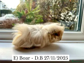 Guinea Pig rodents Long Haired Peruvian Guinea Pigs! - Advert 8