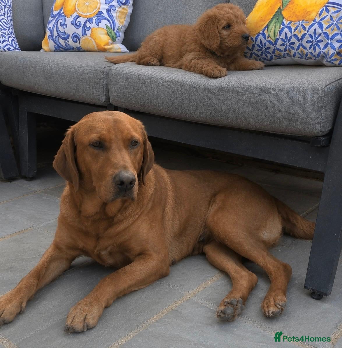 Labradoodle dogs LABRADOODLES F1 ( HEALTH TESTED PARENTS & G/PARENT - Advert 4