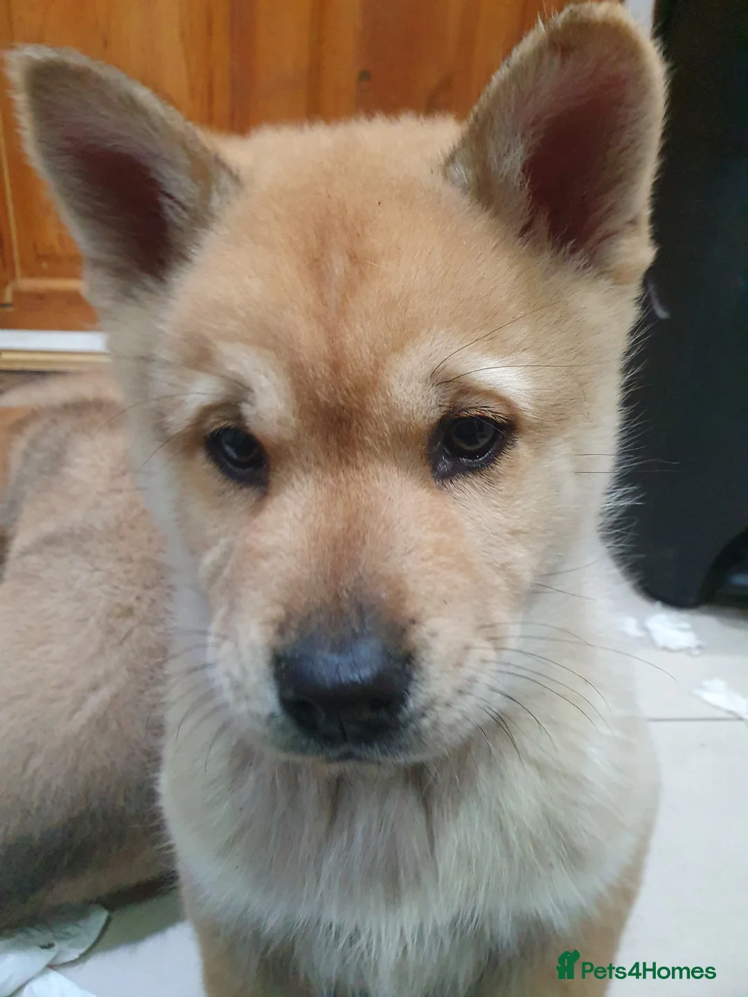 Mixed Breed dogs for sale: Last 3  pupies now £600 Chow Chow dad husky mum - Advert 7