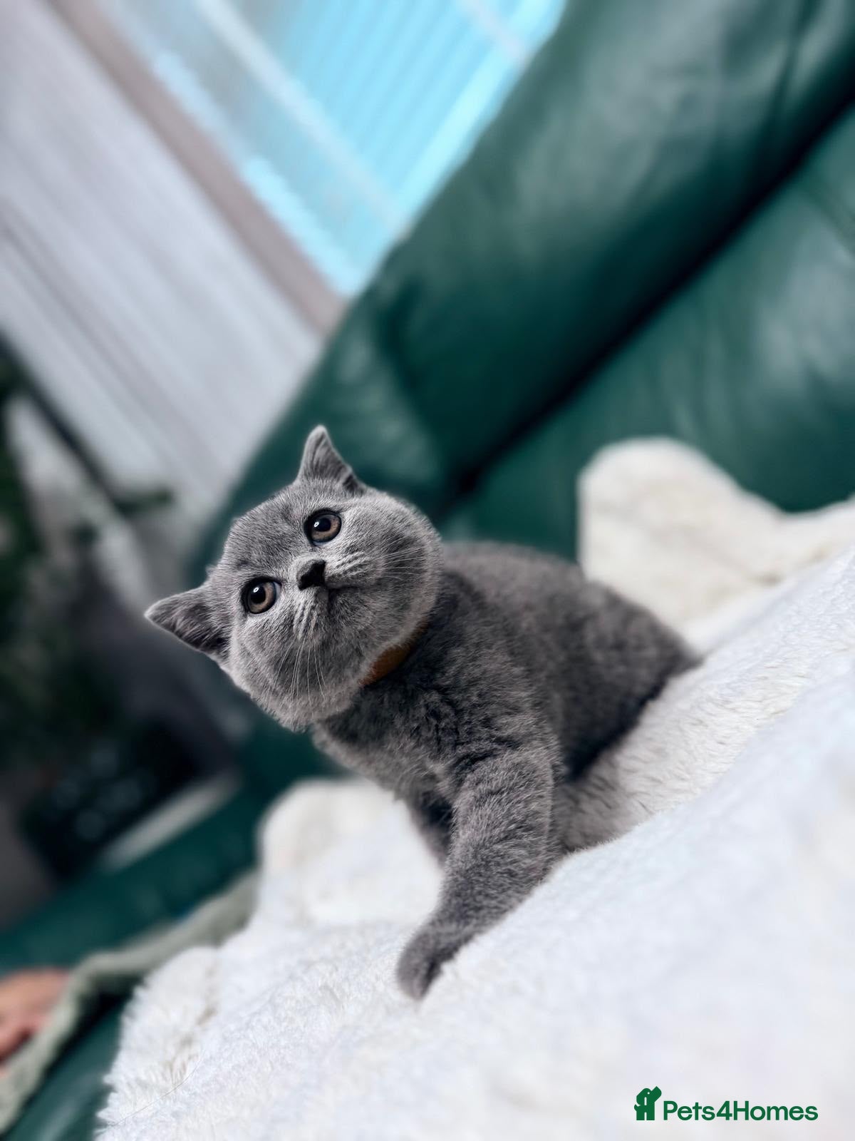 British Shorthair cats 💐British Shorthair Kittens (Blue)💐 - Advert 2