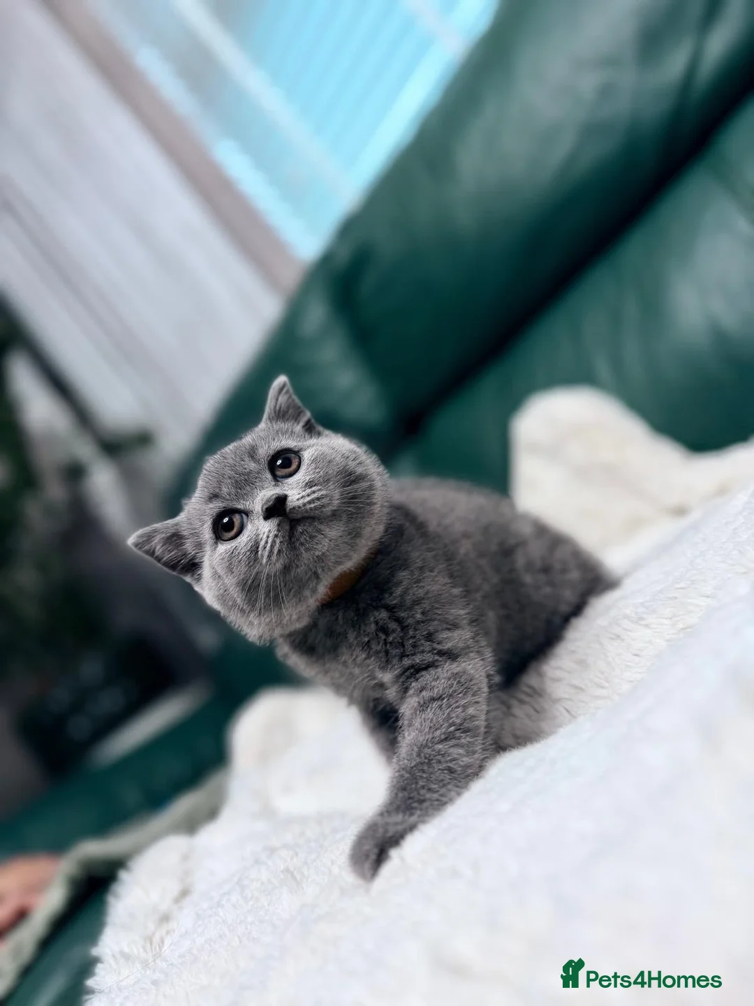 British Shorthair cats for sale: 💐British Shorthair Kittens (Blue)💐 - Advert 1