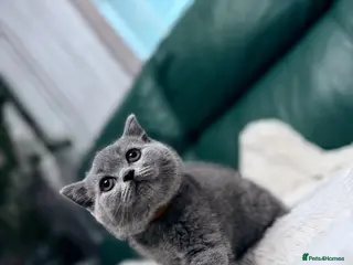 British Shorthair cats 💐British Shorthair Kittens (Blue)💐 - Advert 2