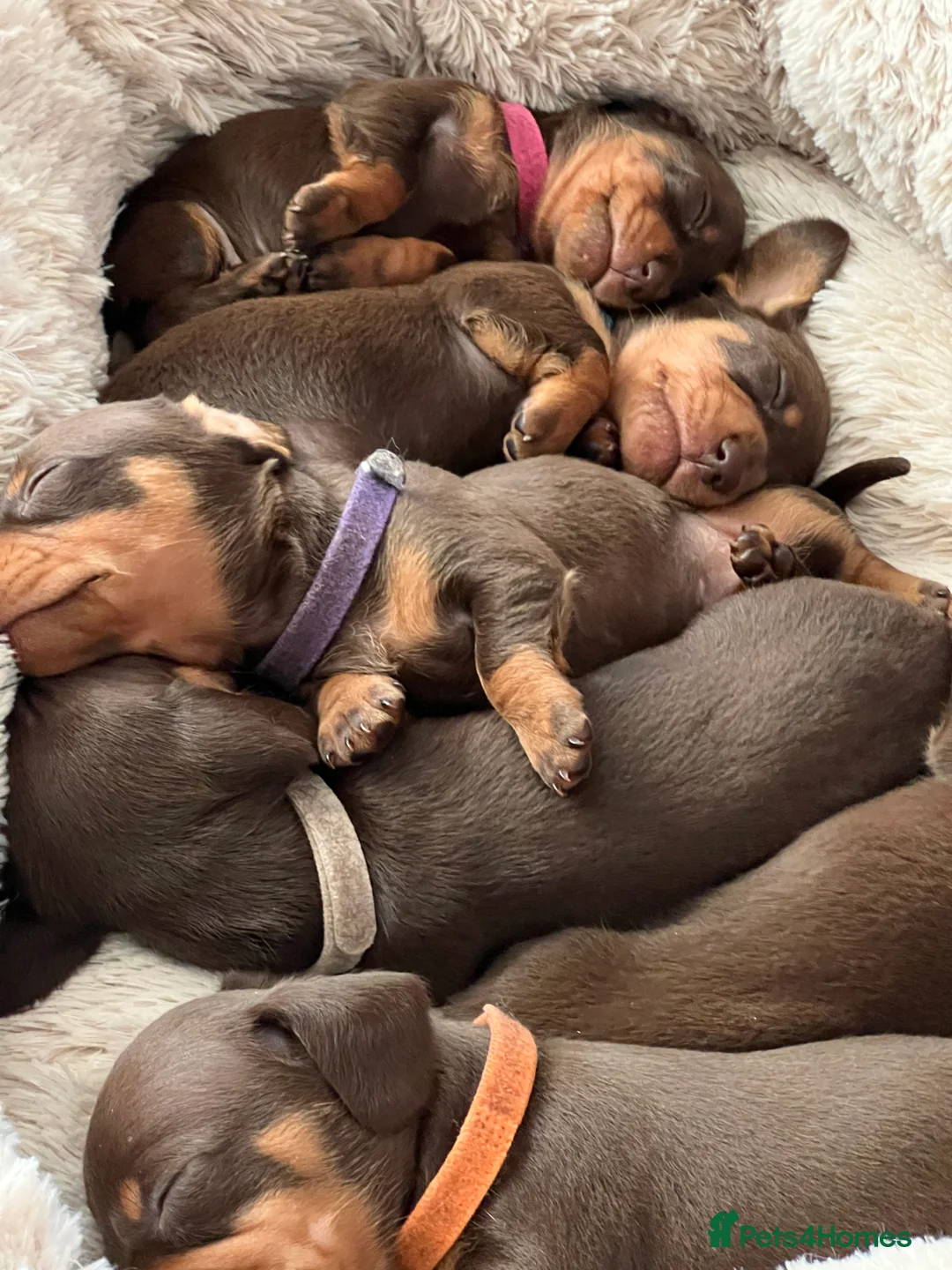 Miniature Dachshund dogs for stud: Miniature smooth haired dachshund - Advert 3