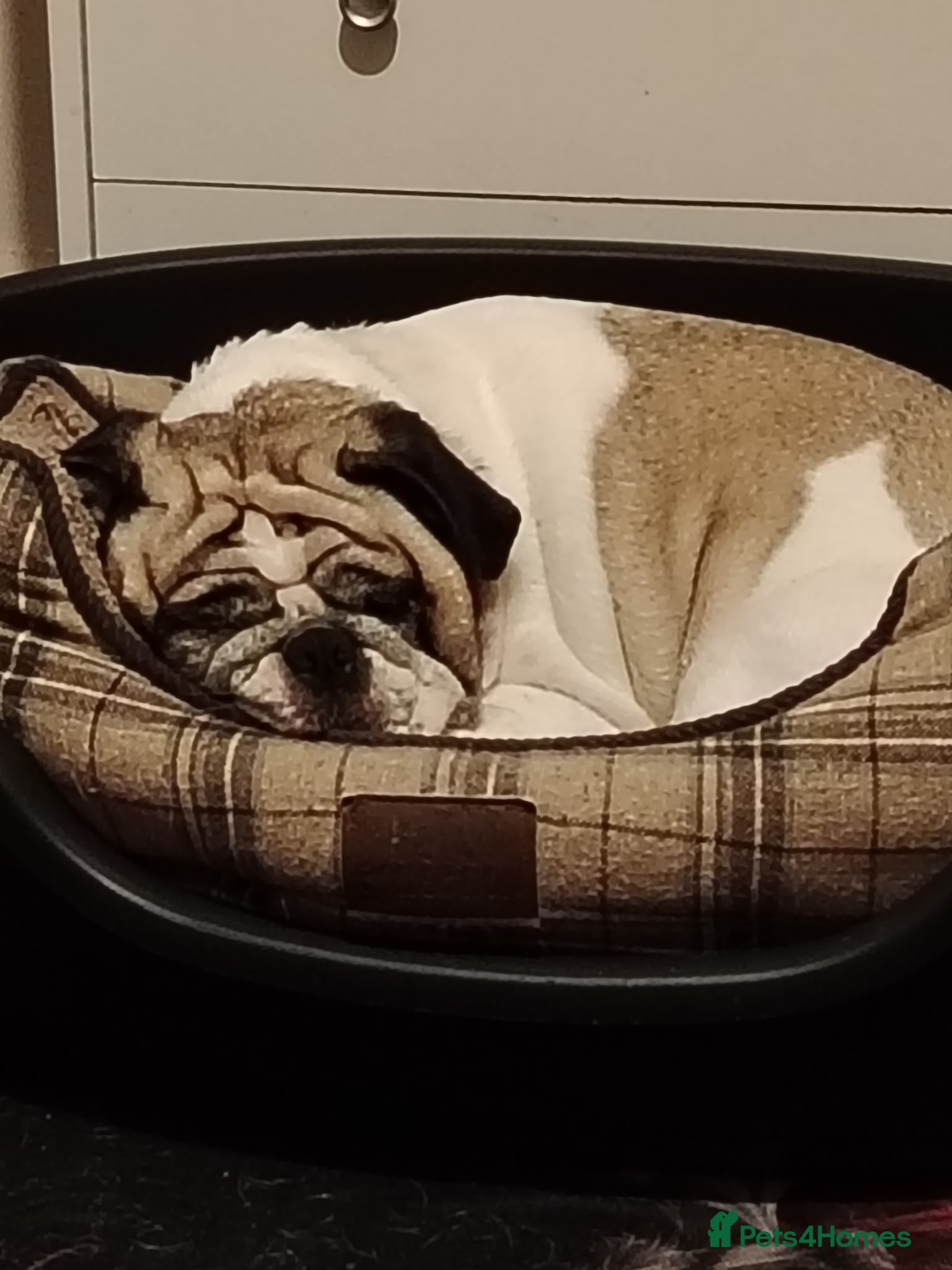 Pug dogs for sale: 4 Years old female pug for sale in Nottingham - Advert 2