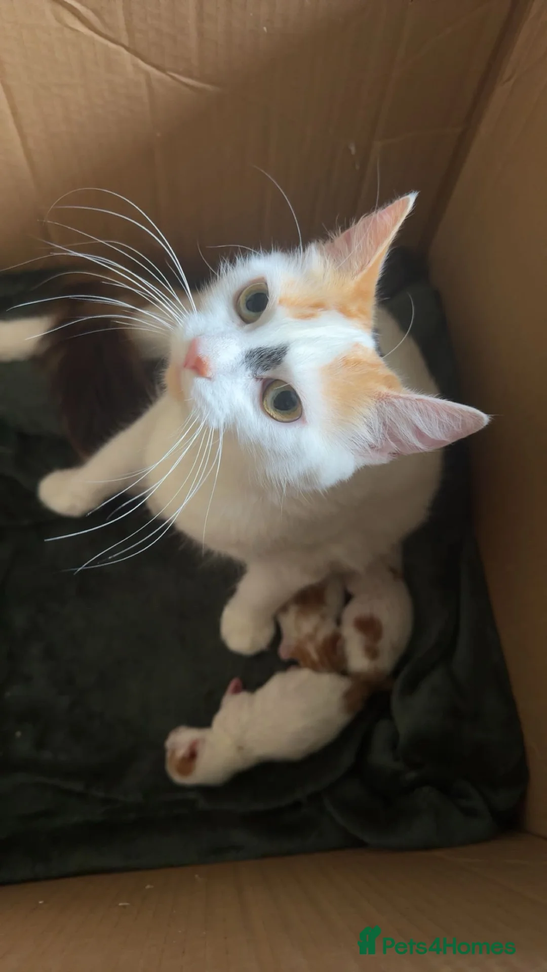 Mixed Breed cats for sale: Three adorable kittens  in Girvan - Advert 2