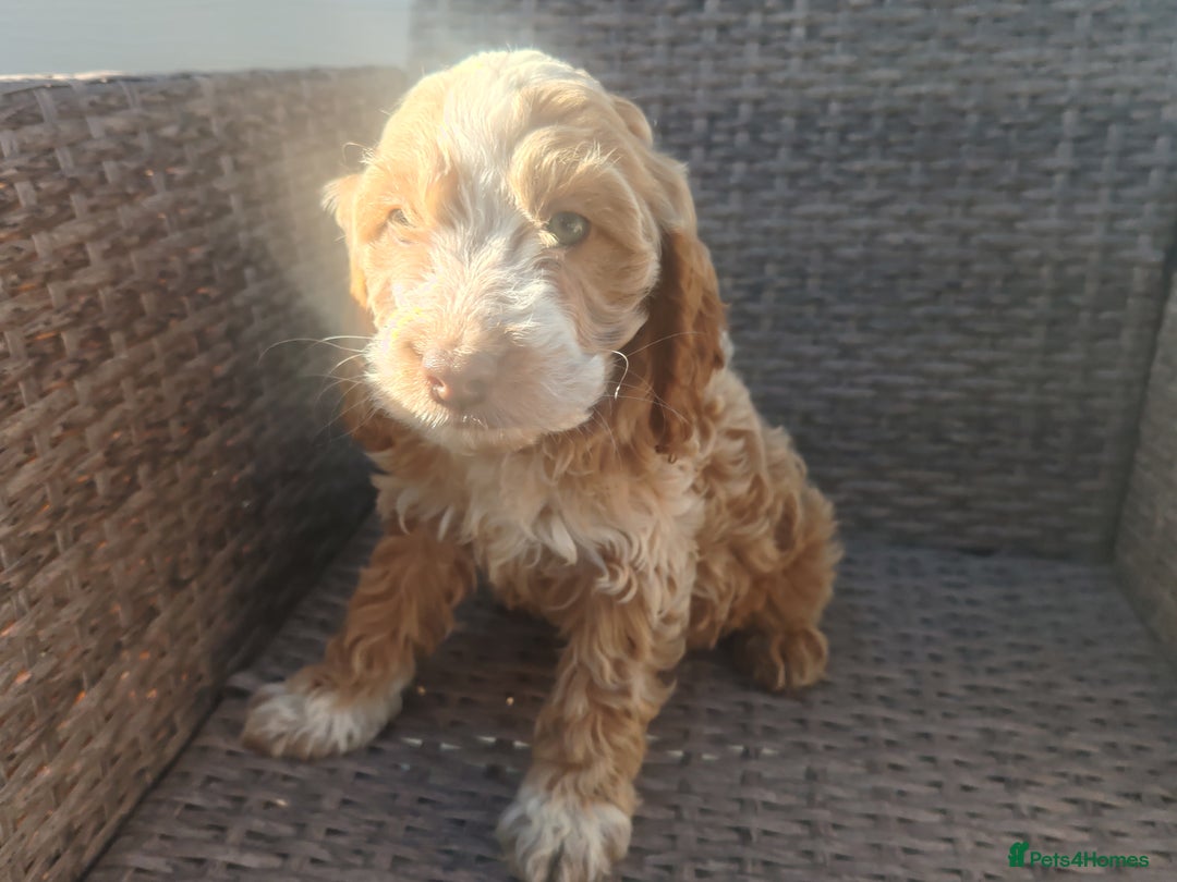 Cockapoo dogs for sale: Cockapoo puppies - Image 10