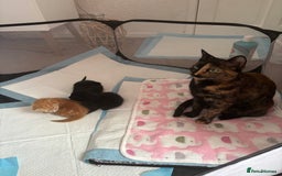 Mixed Breed cats for sale: Beautiful playful kittens - Image 14