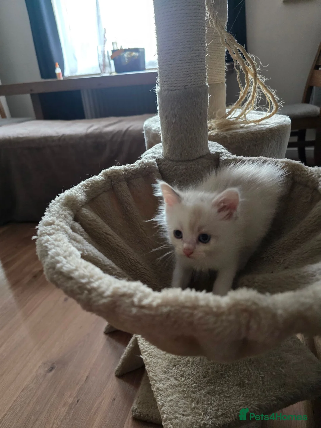 Ragdoll cats for sale: Ragdoll X in Ringwood - Advert 13