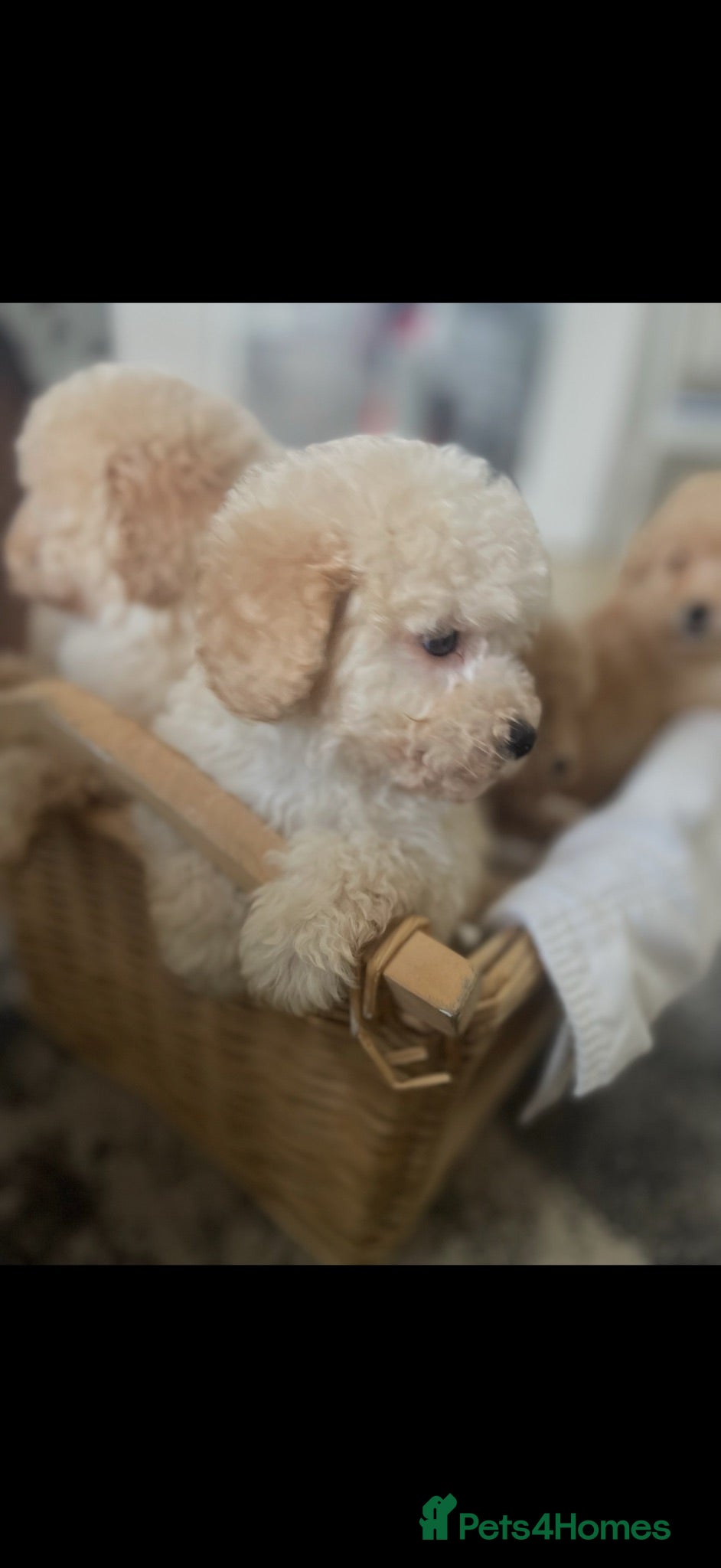 Cavapoo dogs Cavapoo F1 puppies  - Advert 1