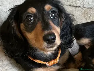 Miniature Dachshund dogs KC reg mini Longhaired Dachshunds - Advert 1