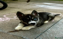 Siberian Husky dogs for sale: 6 month female husky  - Image 9