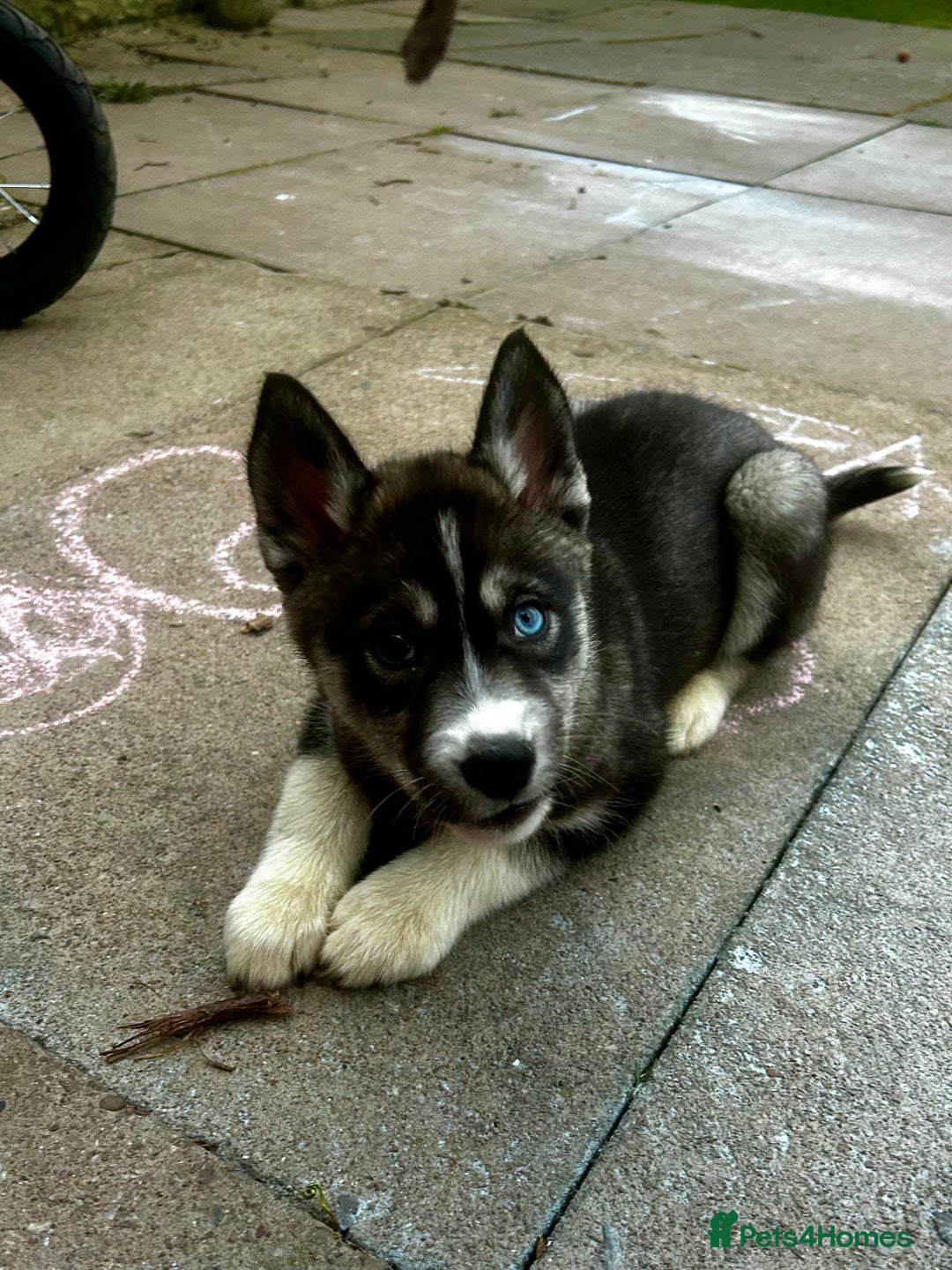 Siberian Husky dogs for sale: 6 month female husky  - Image 9