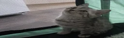 British Shorthair cats for sale: British Shorthair Kittens - Advert 9