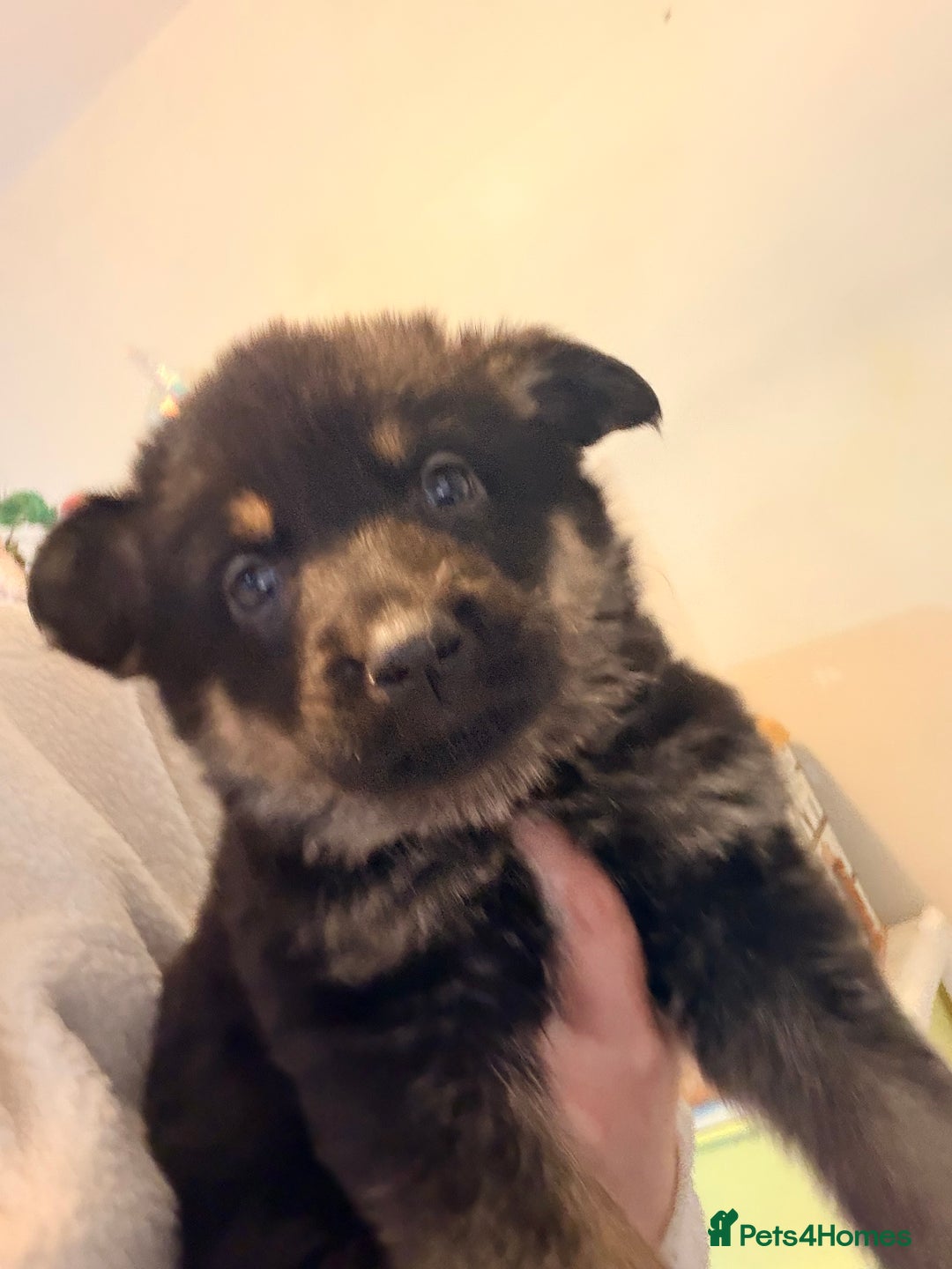 German Shepherd dogs for sale: LITTER DUE  - Advert 10