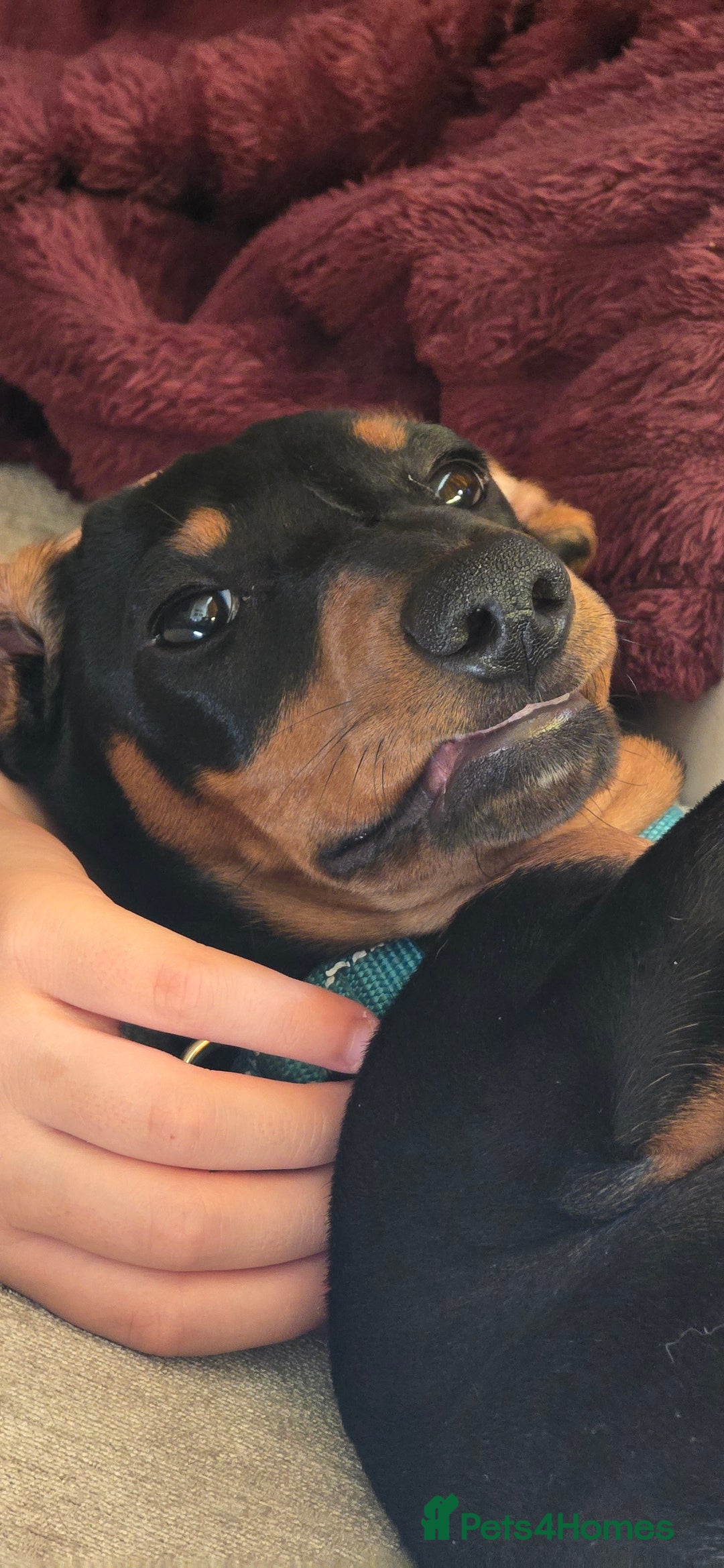 Dachshund dogs for sale: Ziggy 8 month Dachshund  - Image 7