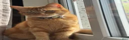British Shorthair cats for sale: Tigger needs a new loving home  - Advert 6