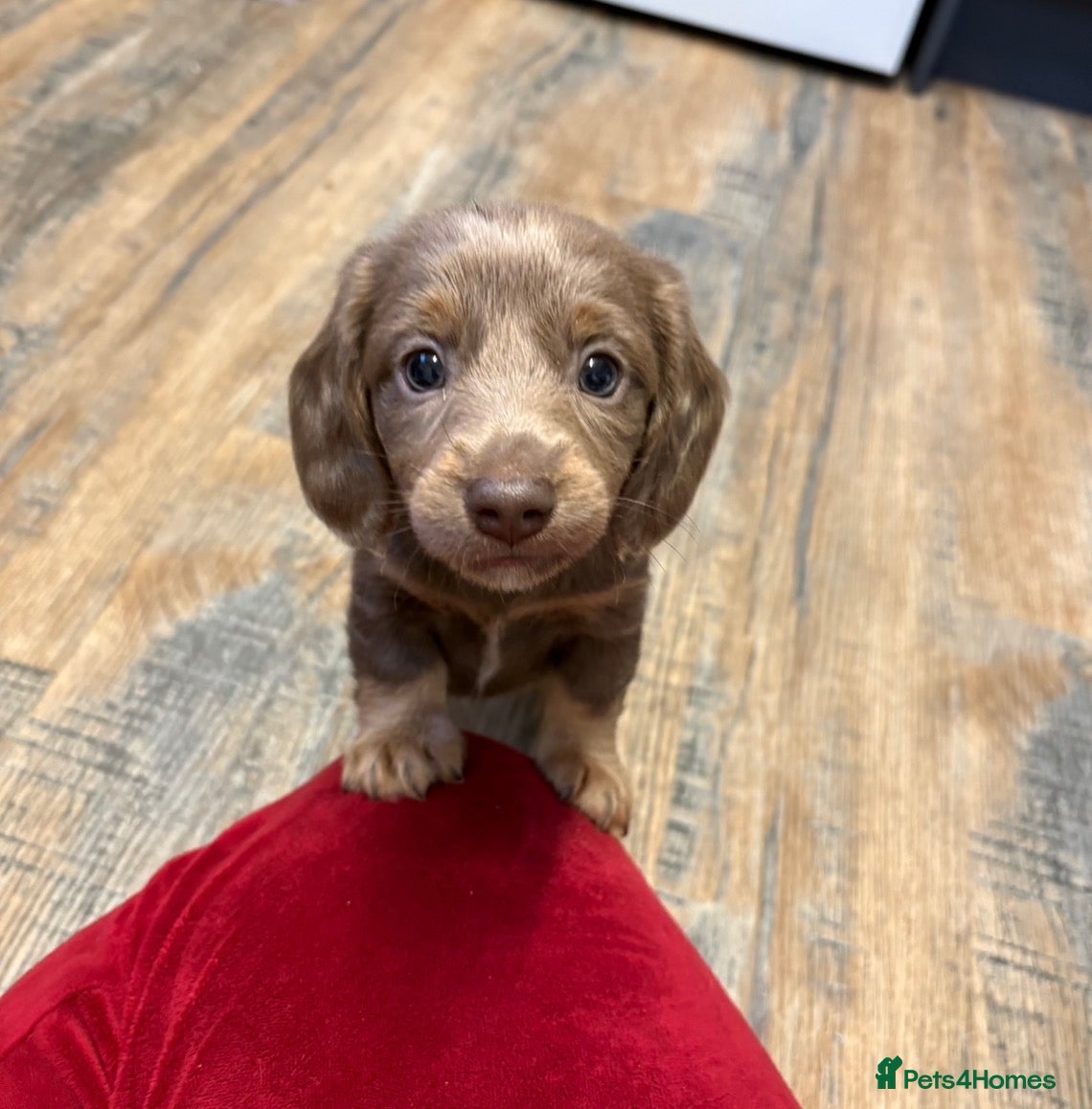 Miniature Dachshund dogs Miniature Dachshunds x2 BOYS - Advert 18