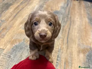 Miniature Dachshund dogs Miniature Dachshunds x2 BOYS - Advert 18