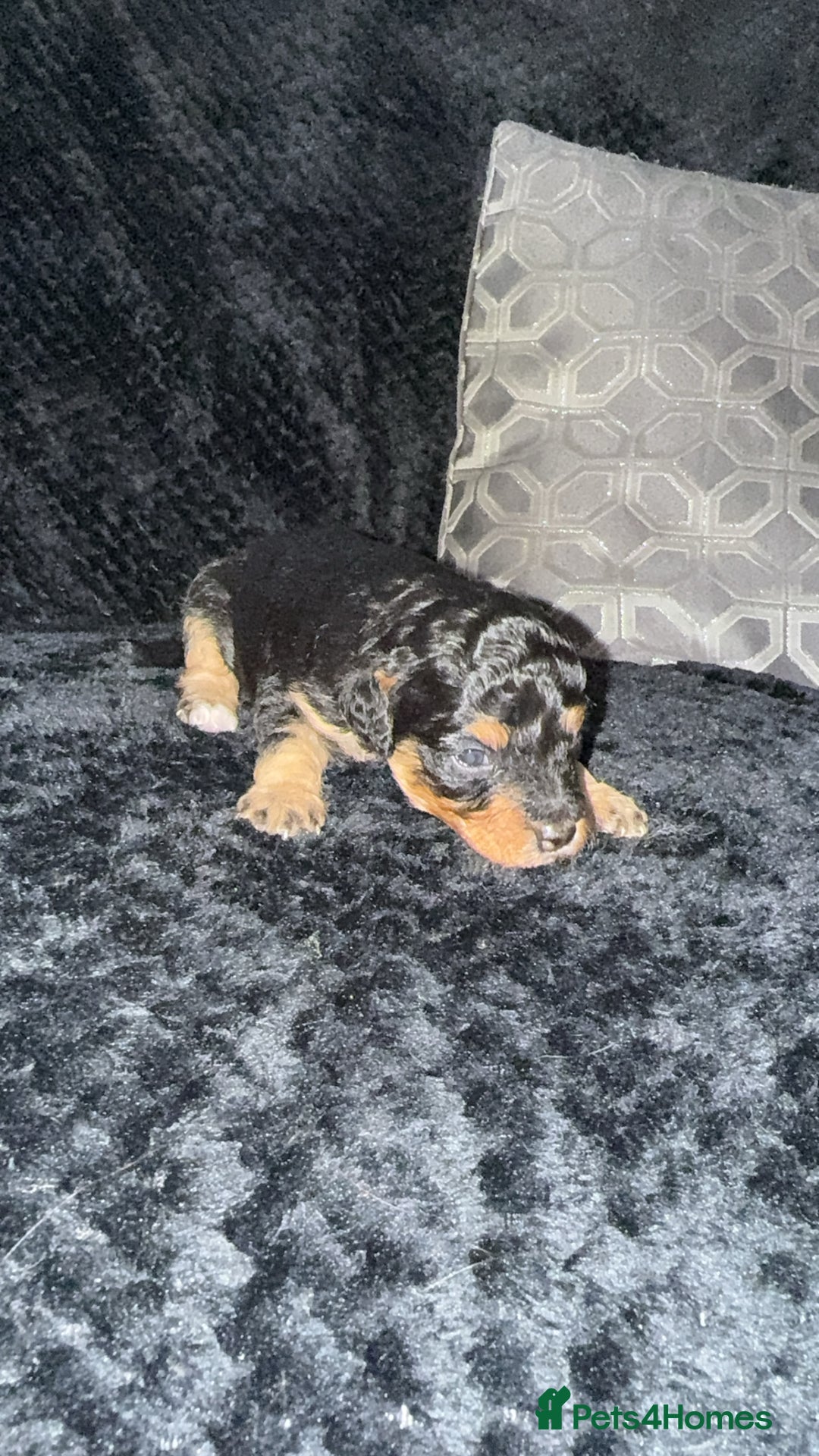 Cavapoo dogs for sale: 2 gorgeous boys looking for there forever home🩵  - Image 9