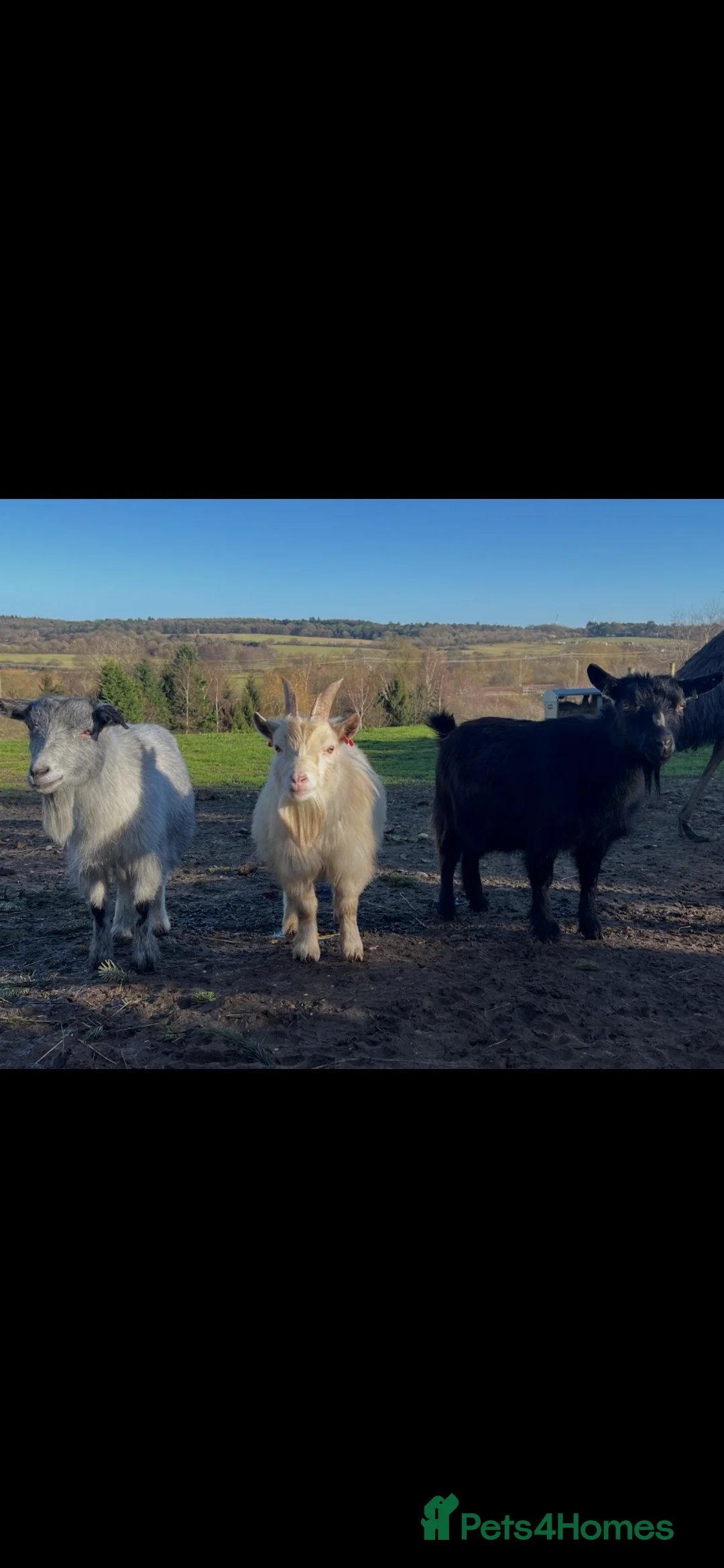 Goats livestock for sale: FOR LOAN - STUD  - Advert 2