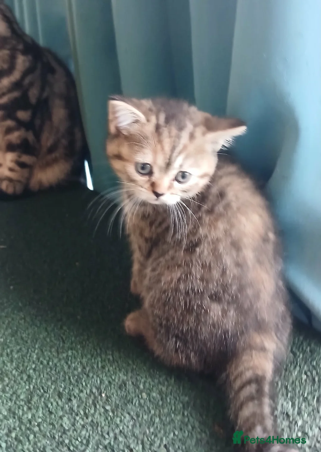 Mixed Breed cats for sale: Kittens is ready for new homes . - Advert 12