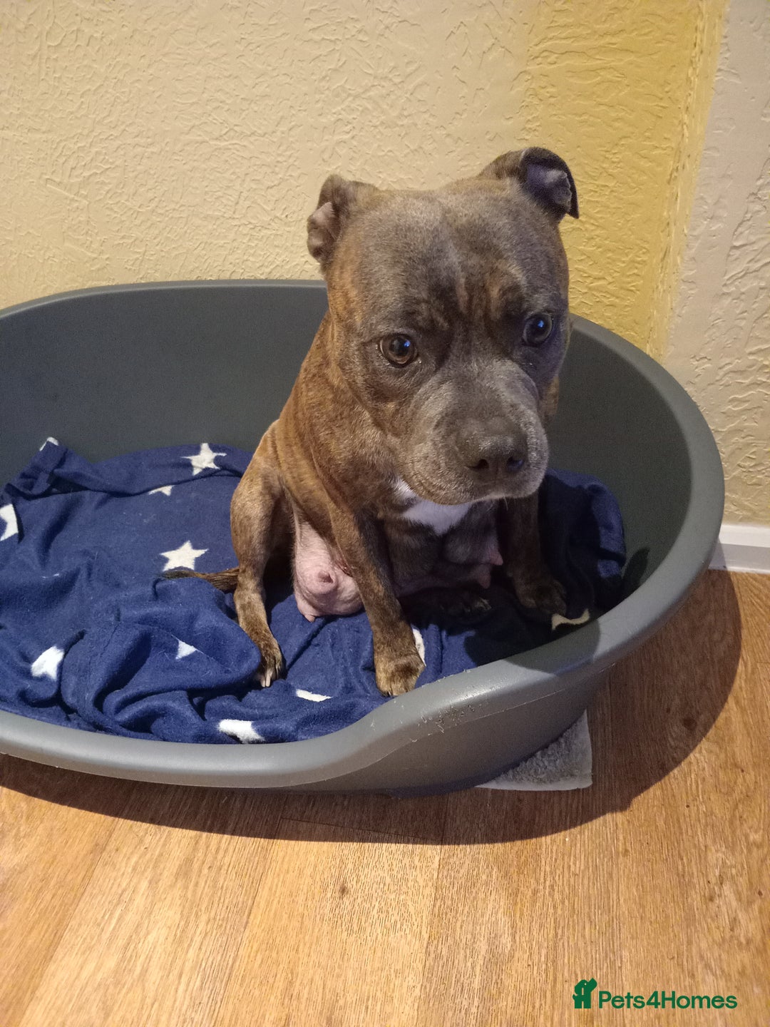 Staffordshire Bull Terrier dogs for sale: Kc Registered staff bull terrier blue  brindle  - Image 12
