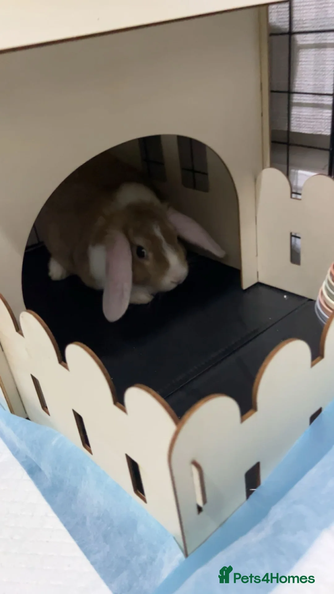 Mini Lion Lop rabbits for sale: Mini lion lop  in Ivybridge - Advert 2