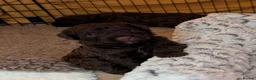 Spanish Water Dog dogs for sale: Beautiful Spanish Water Dog Puppies - Advert 5