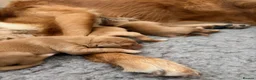 Golden Retriever dogs for sale: Beautiful KC Golden Retriever puppies for sale in Brackley - Advert 5