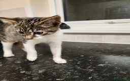 British Shorthair cats for sale: Female 9 week old kitten - Advert 4