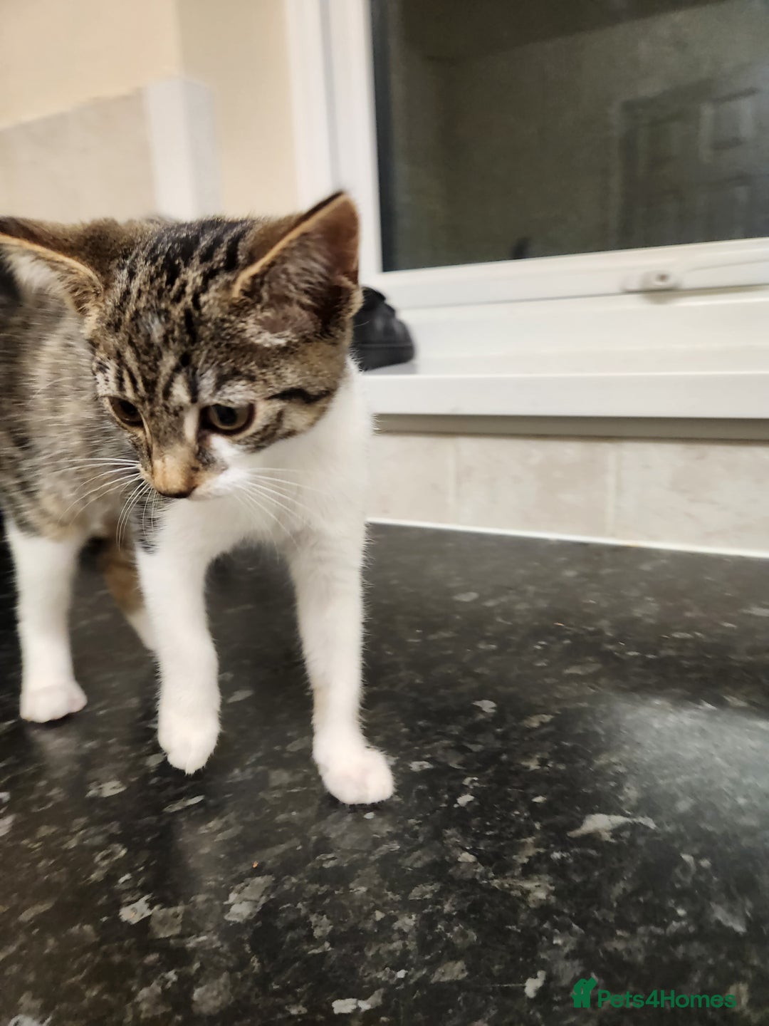 British Shorthair cats for sale: Female 9 week old kitten - Advert 4