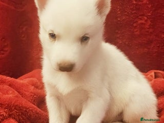 Siberian Husky dogs Siberian Husky puppies - Advert 21