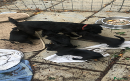 Mixed Breed dogs for sale: Patterdale Black puppies - Image 1