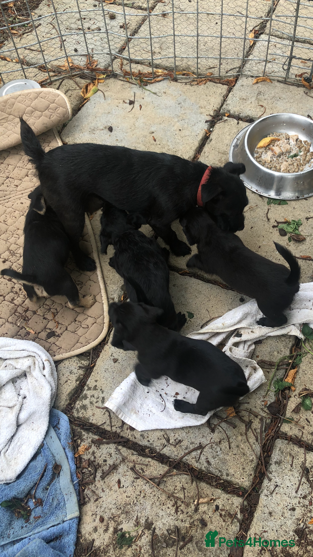 Mixed Breed dogs for sale: Patterdale Black puppies - Image 1