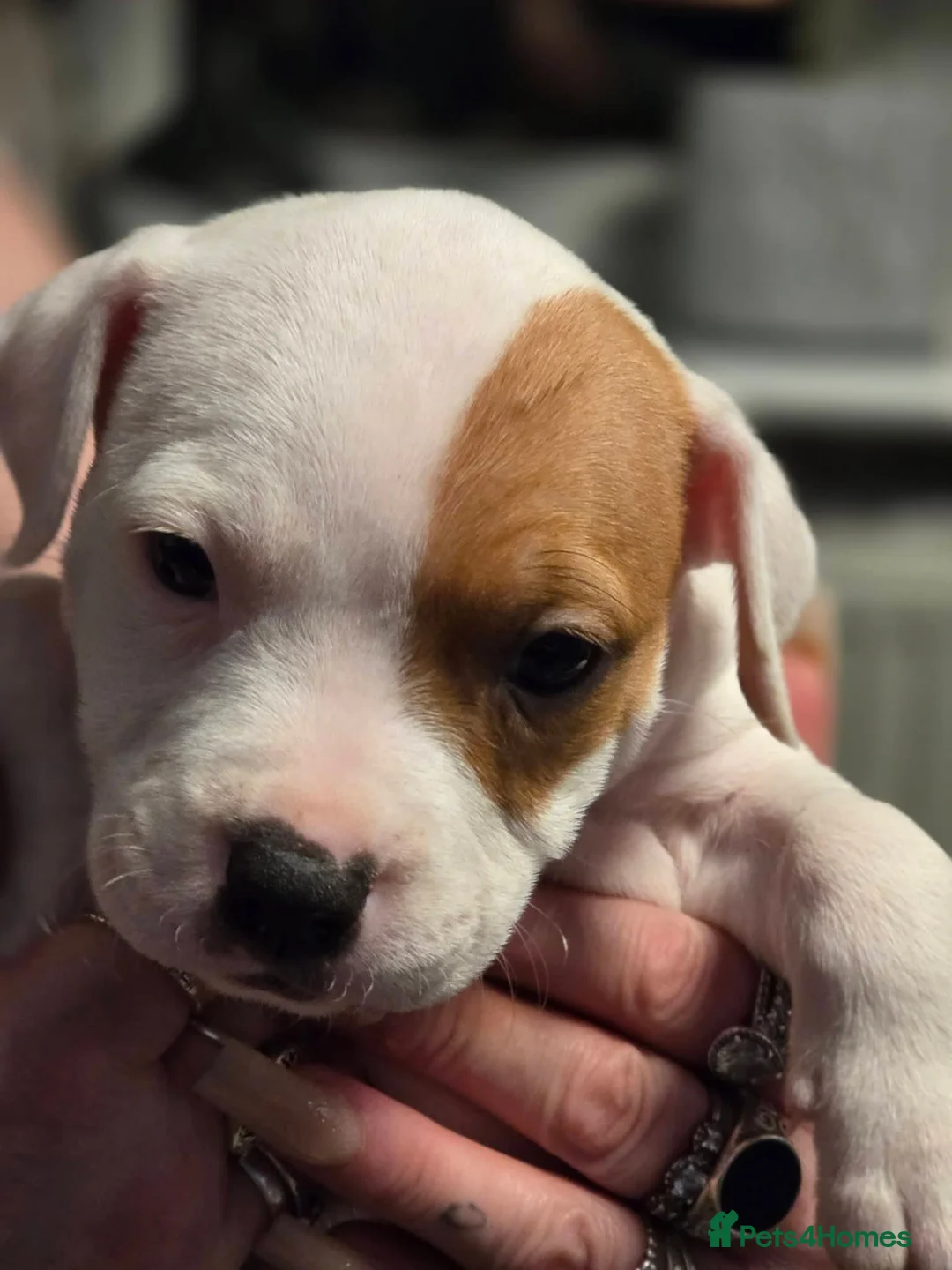 Mixed Breed dogs for sale: Irish Staffy x American bulldog puppies  - Advert 5