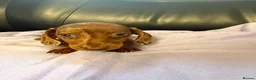 Dachshund dogs for sale: Dachshund puppies - Advert 11