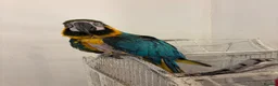 Macaws birds for sale: Blue and gold Macaw in London - Advert 6
